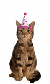 bdaycat.jpg